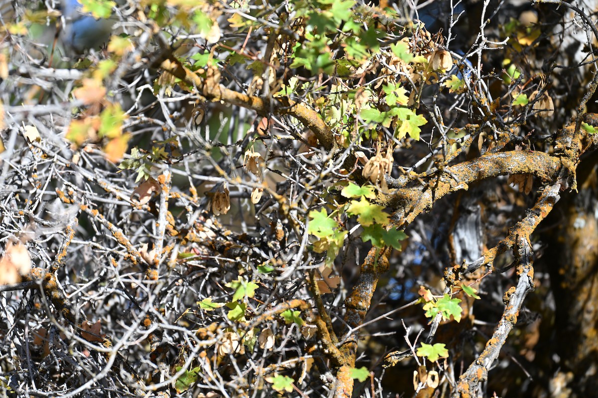 Orange-crowned Warbler - ML642892263