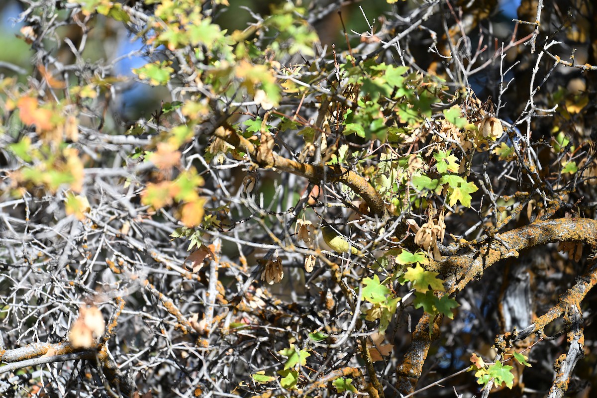 Orange-crowned Warbler - ML642892265