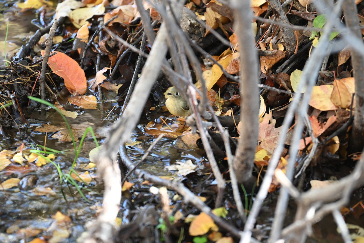 Ruby-crowned Kinglet - ML642892271