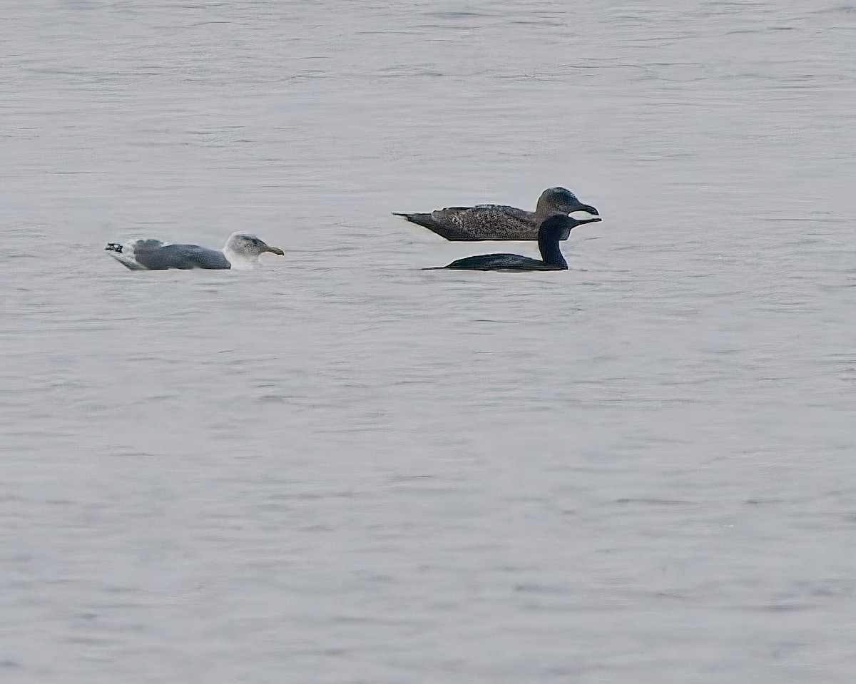 Brandt's Cormorant - ML642892289