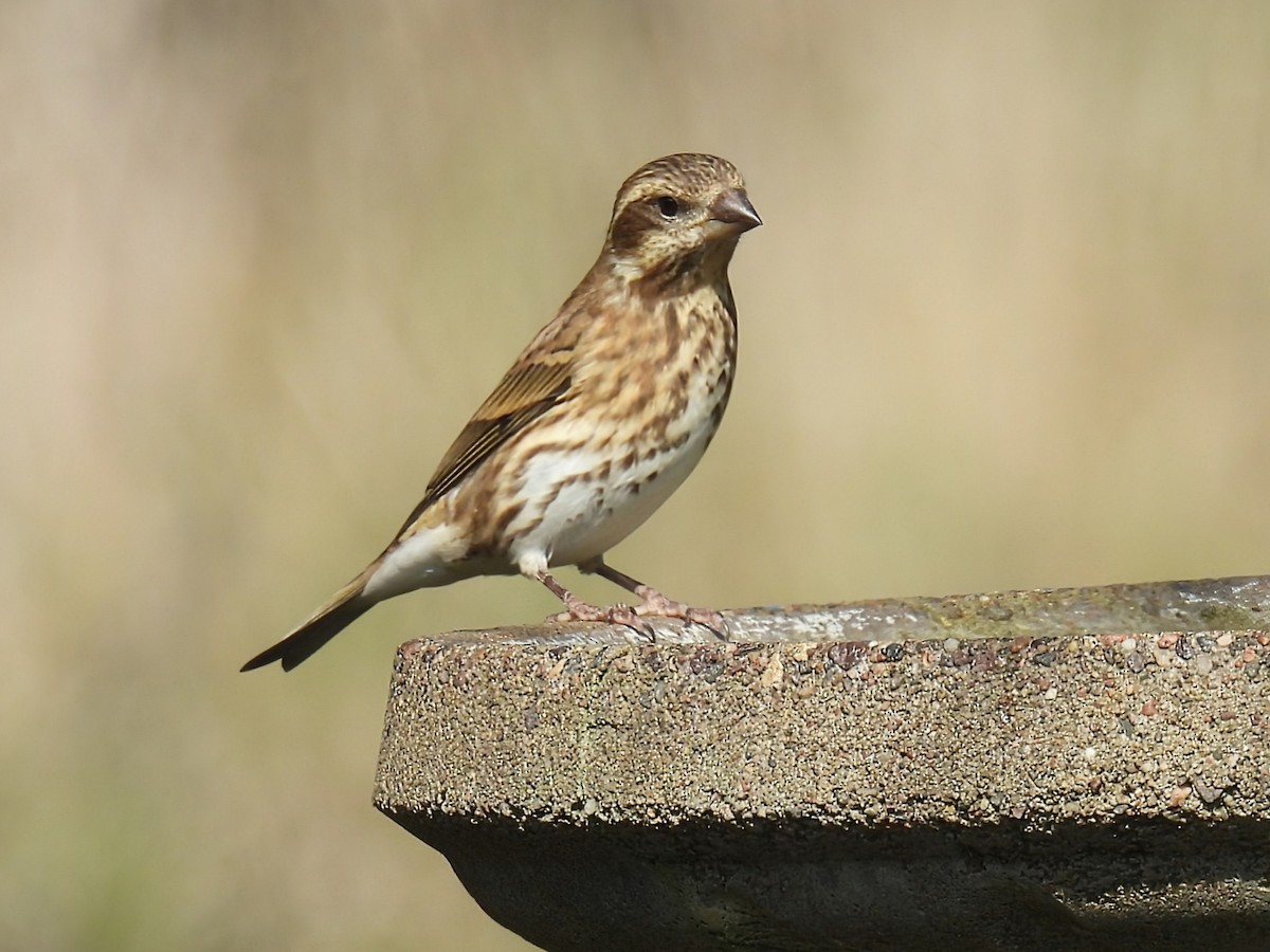 Purple Finch - ML642892290