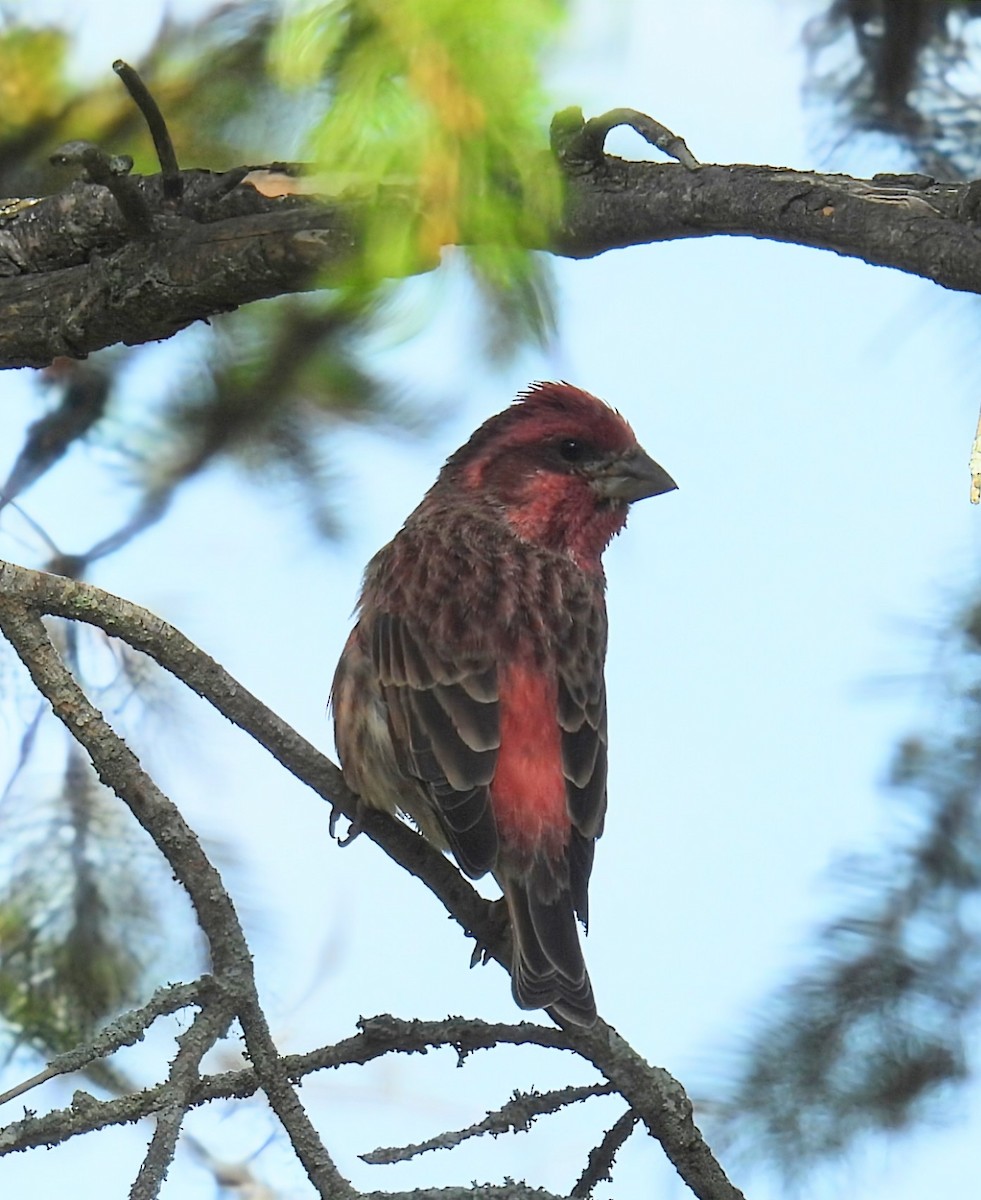 Purple Finch - ML642892291
