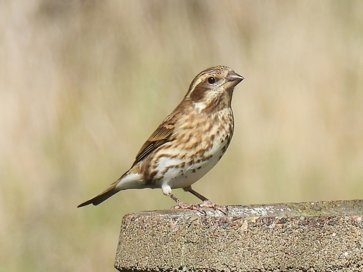 Purple Finch - ML642892292