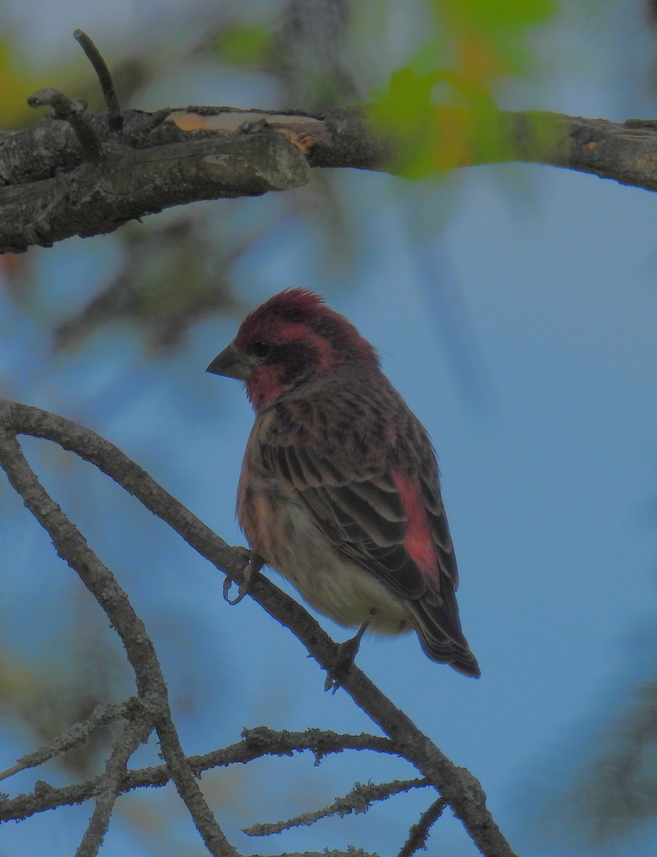 Purple Finch - ML642892293