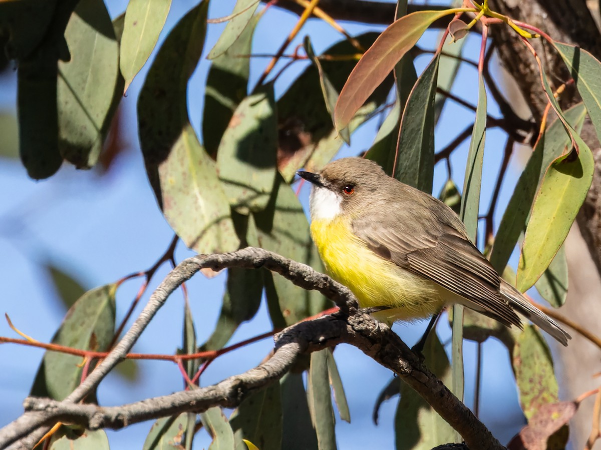 White-throated Gerygone - ML642892296