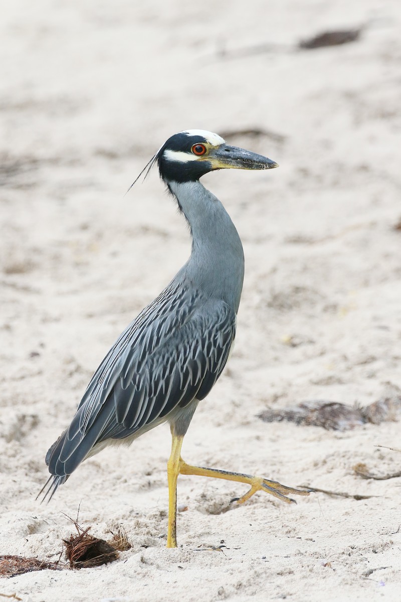 Yellow-crowned Night Heron - ML642892297