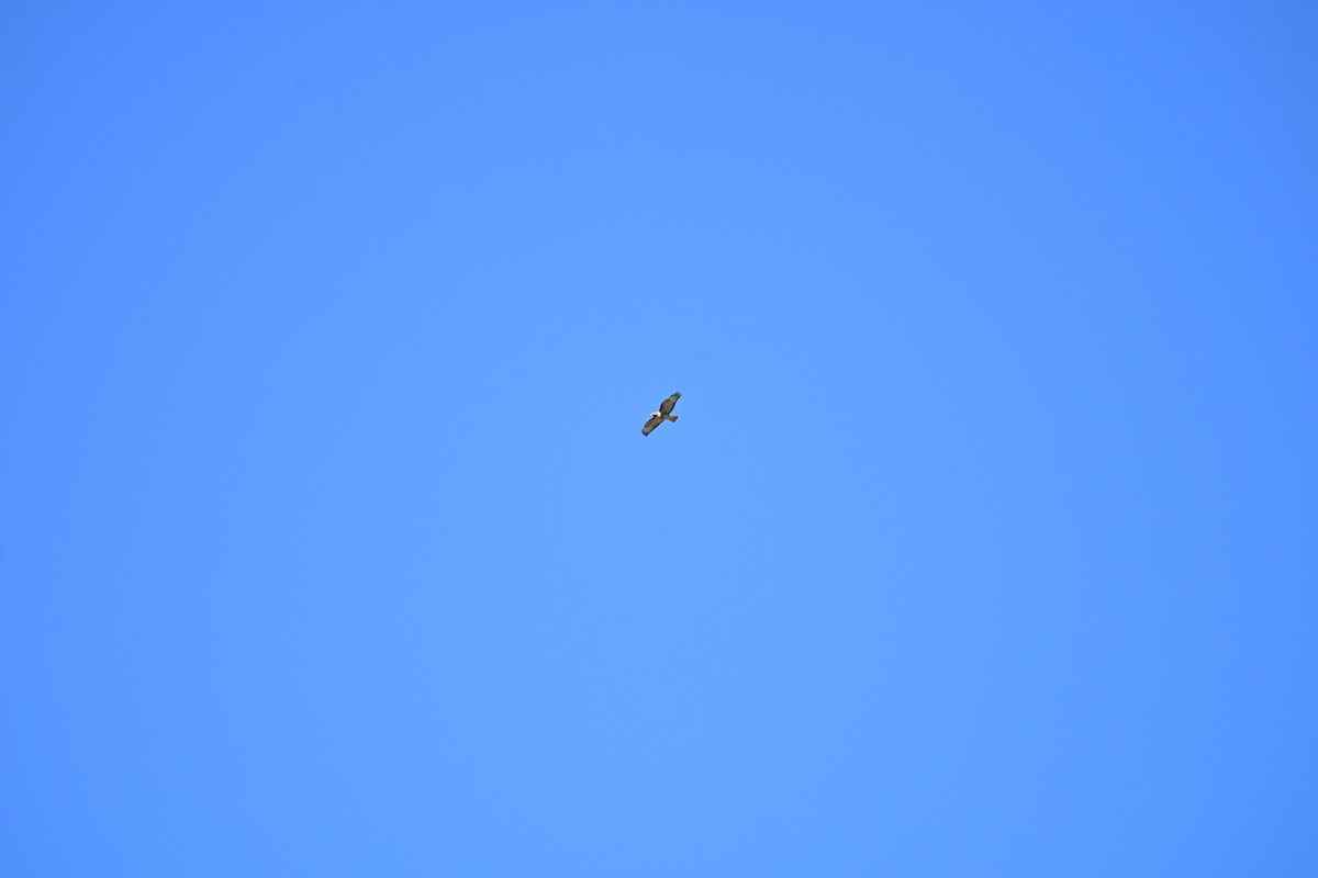 Red-tailed Hawk - ML642892301