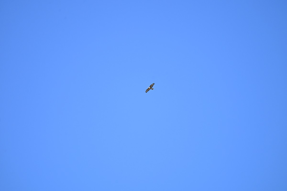 Red-tailed Hawk - ML642892302