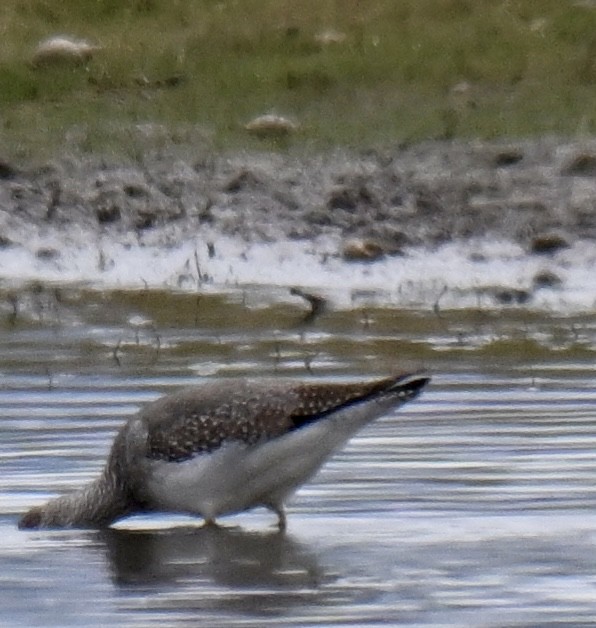 Greater Yellowlegs - ML642892304