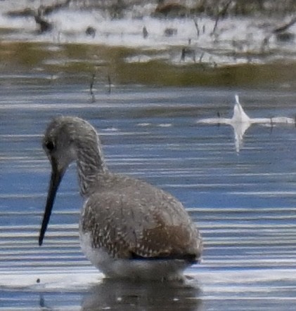 Greater Yellowlegs - ML642892305