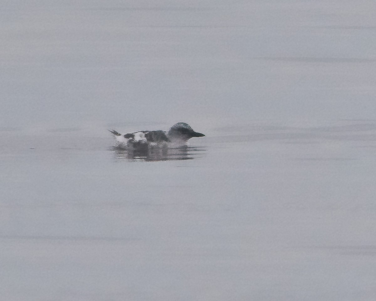 Pigeon Guillemot - ML642892309