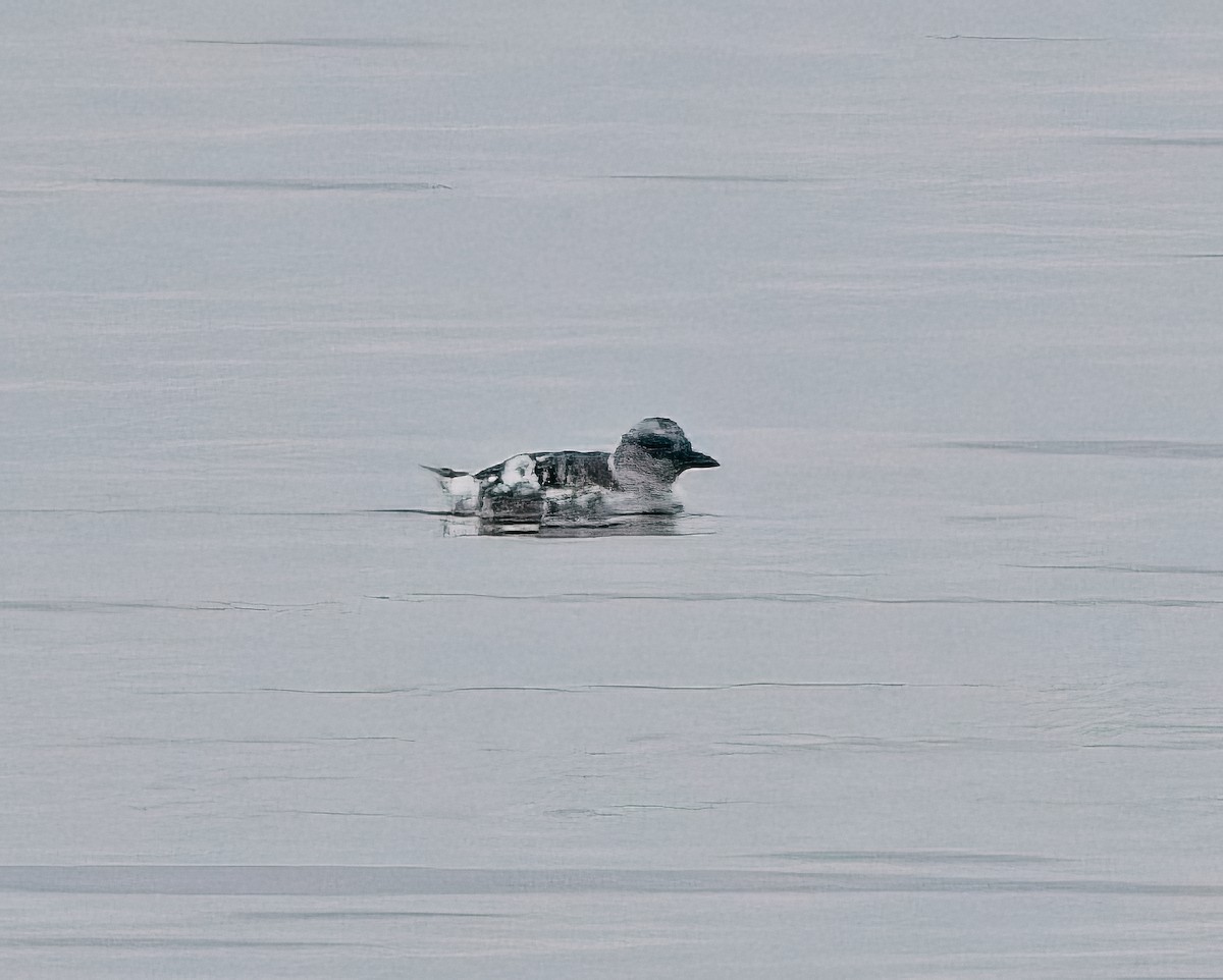 Pigeon Guillemot - ML642892310