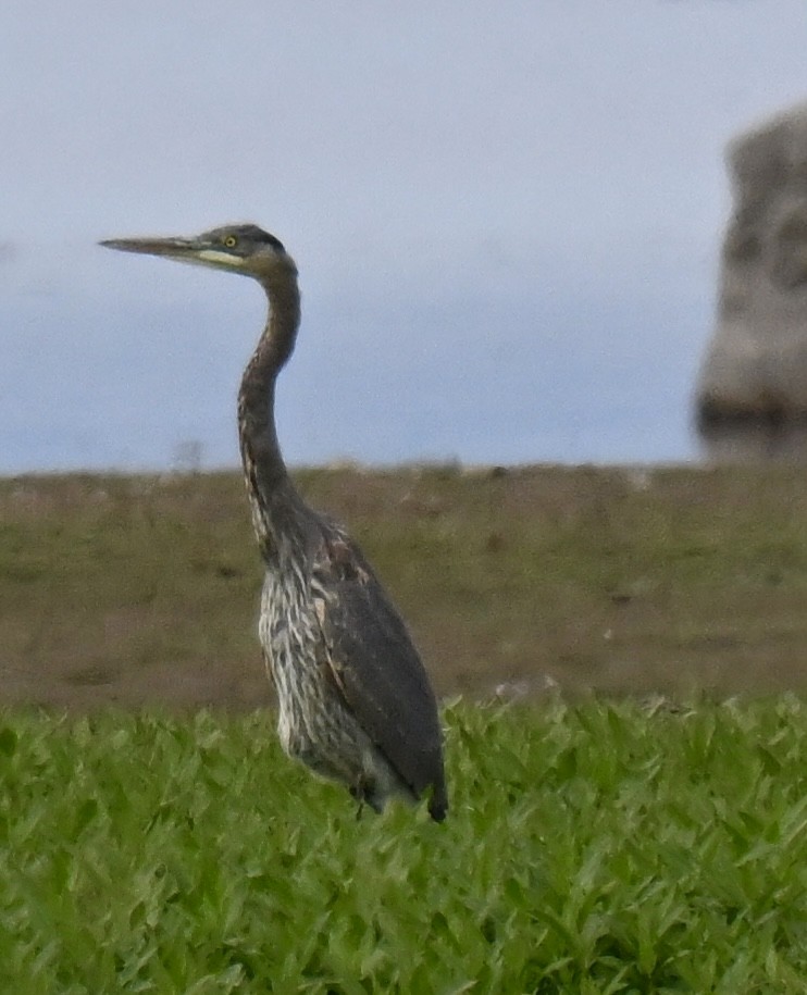 Great Blue Heron - ML642892312