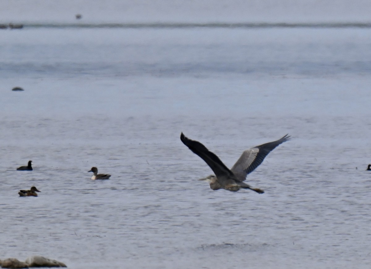 Great Blue Heron - ML642892313