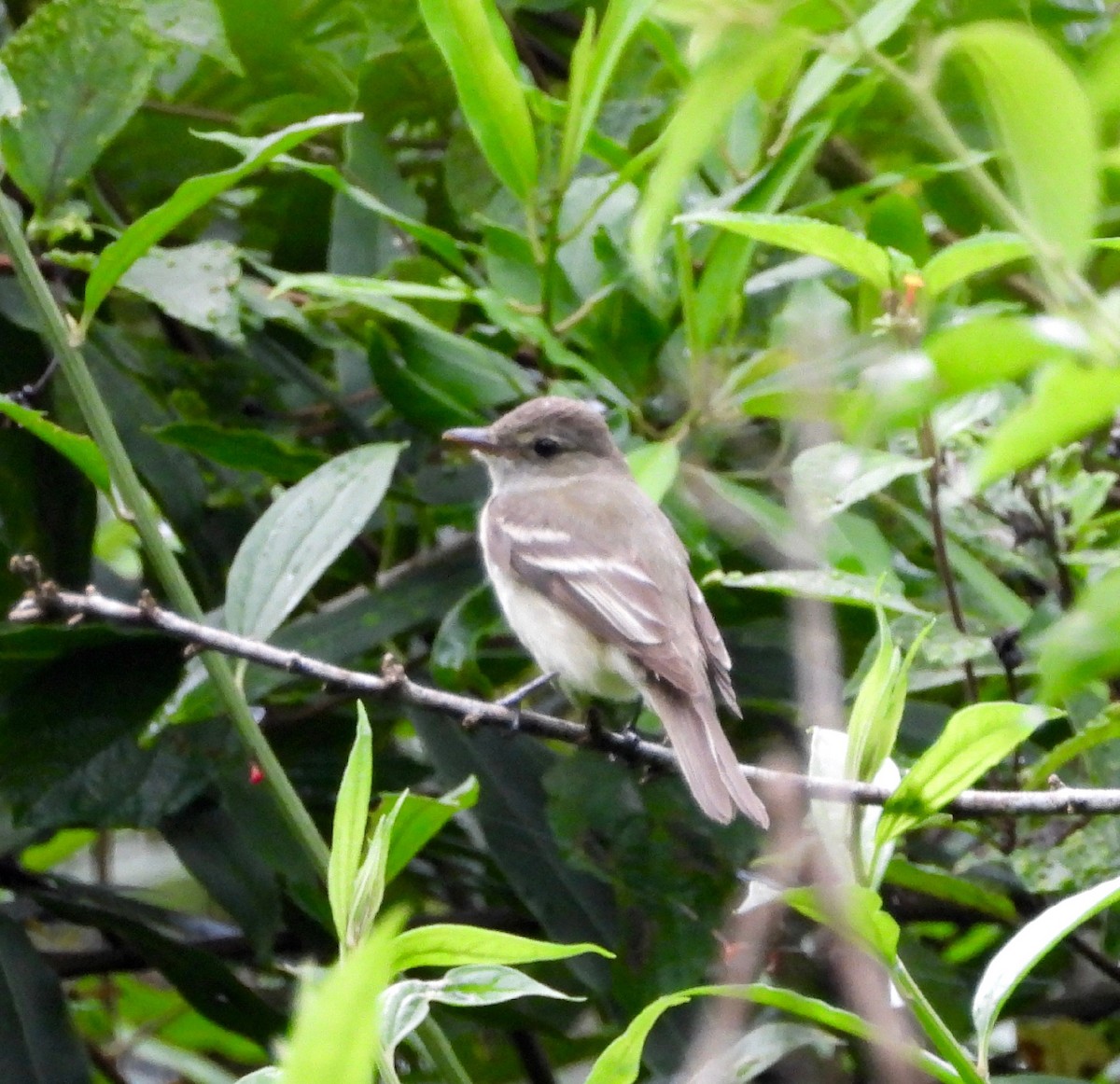 Alder Flycatcher - ML642892321