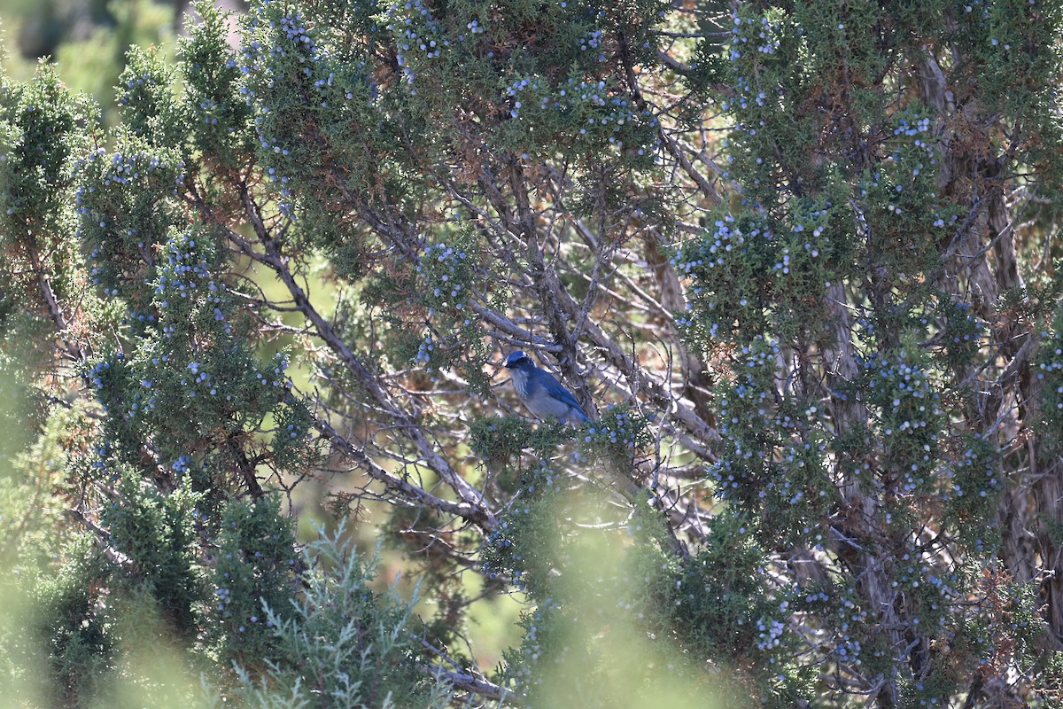 Woodhouse's Scrub-Jay - ML642892323
