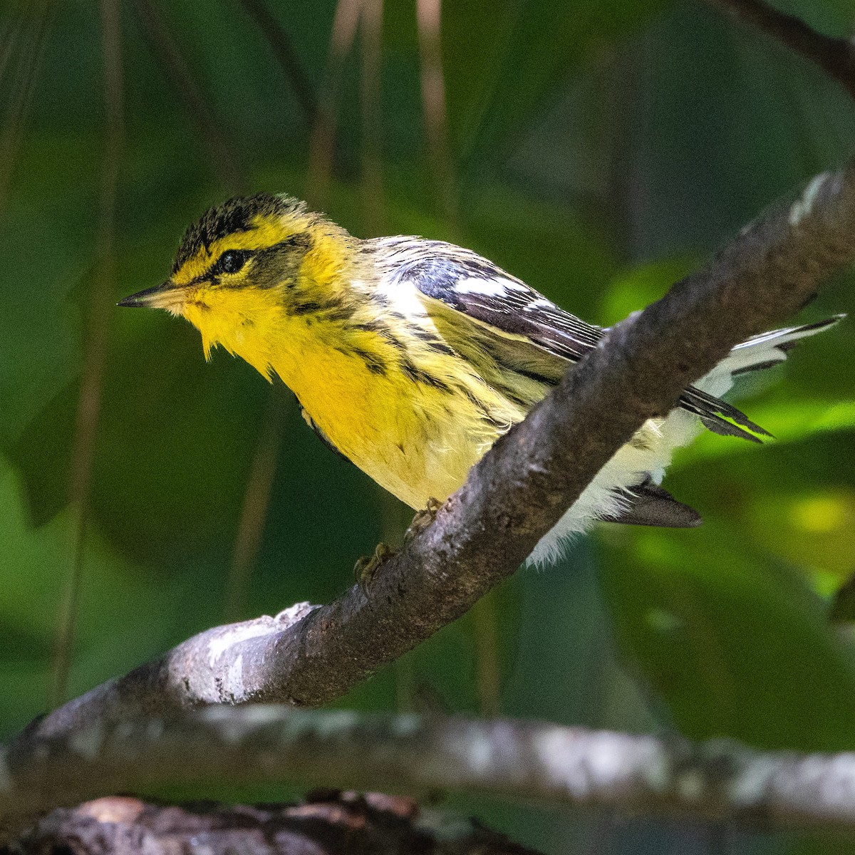 Blackburnian Warbler - ML642892324