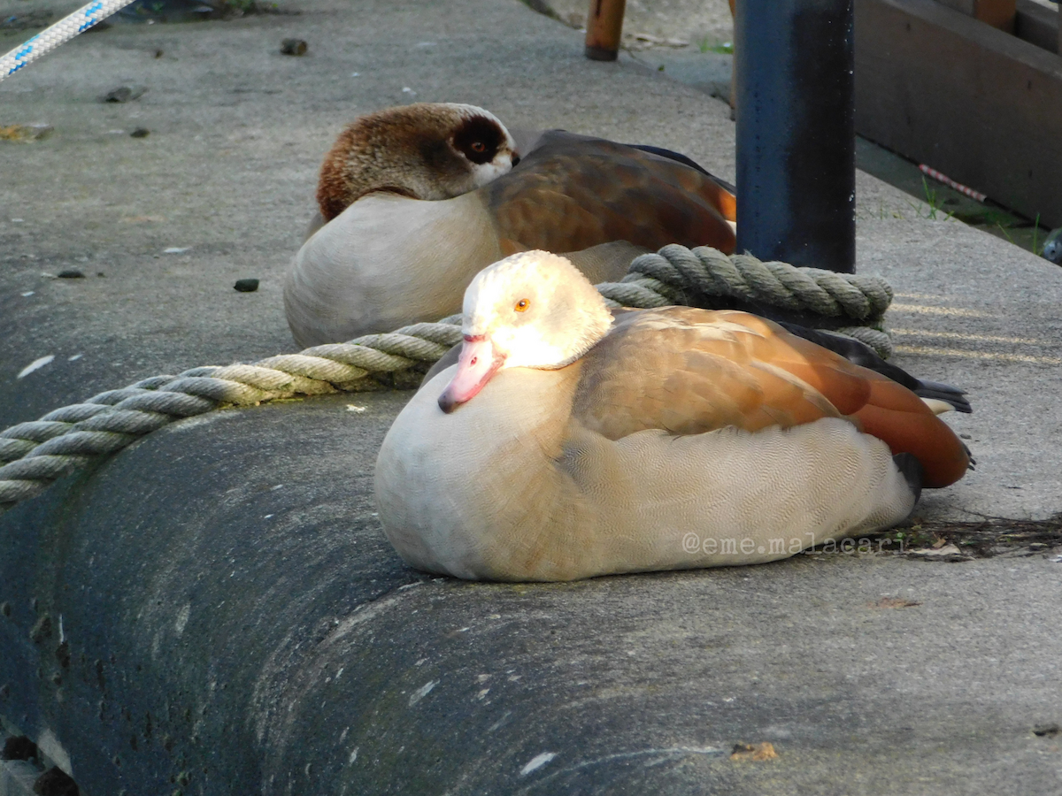 Egyptian Goose - ML642892325
