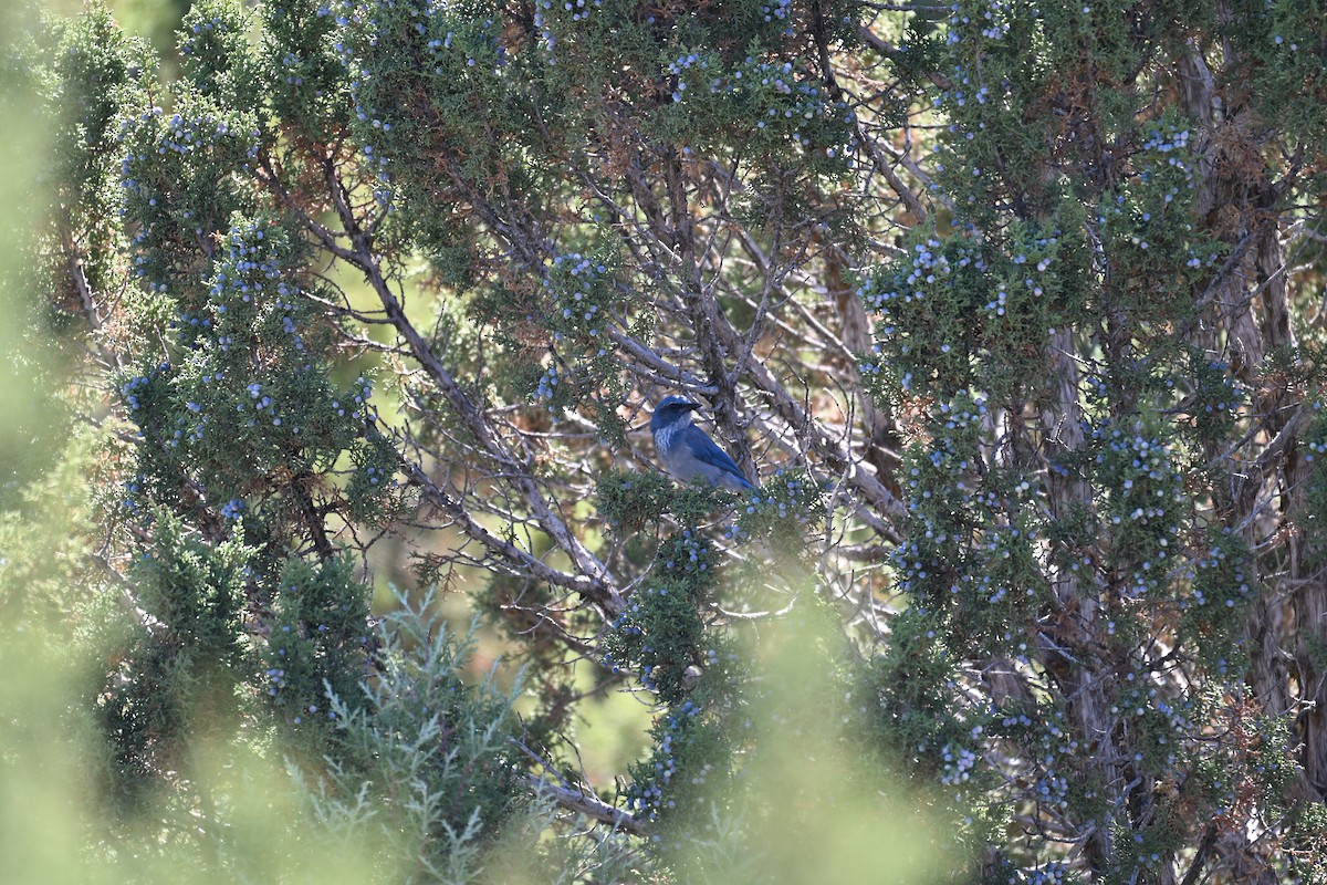 Woodhouse's Scrub-Jay - ML642892326
