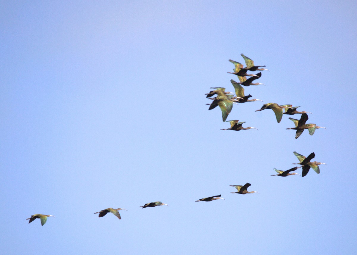 hvitgrimeibis - ML642892327