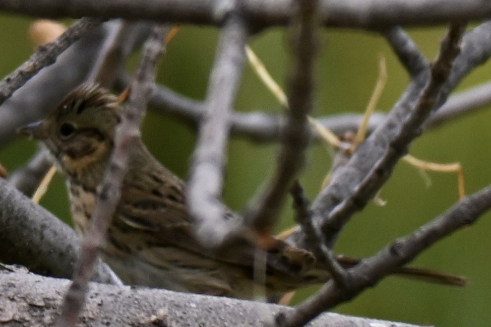 Lincoln's Sparrow - ML642892337