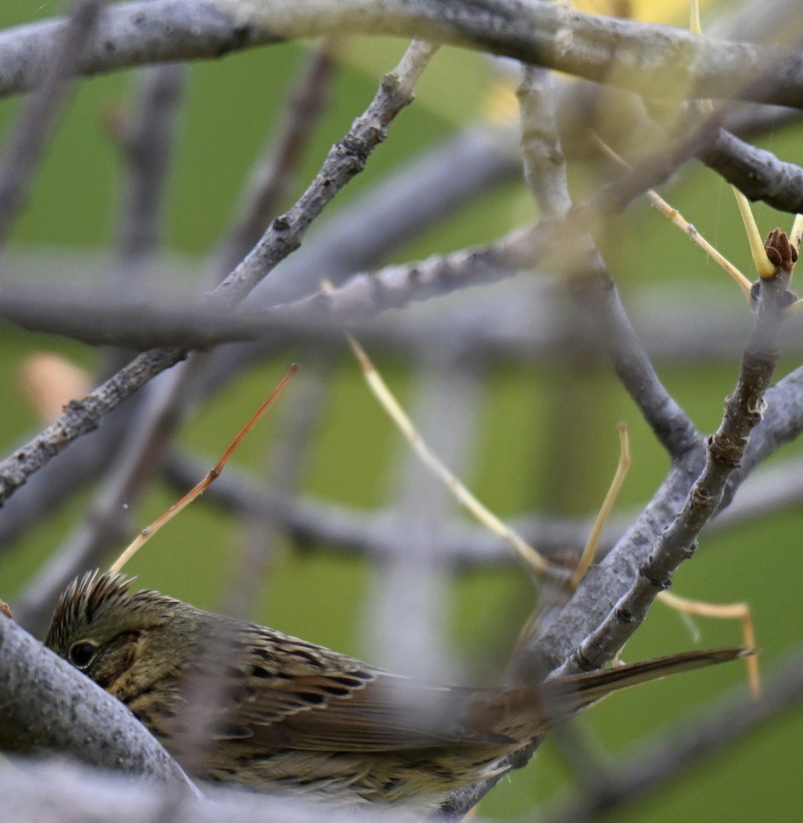 Lincoln's Sparrow - ML642892338