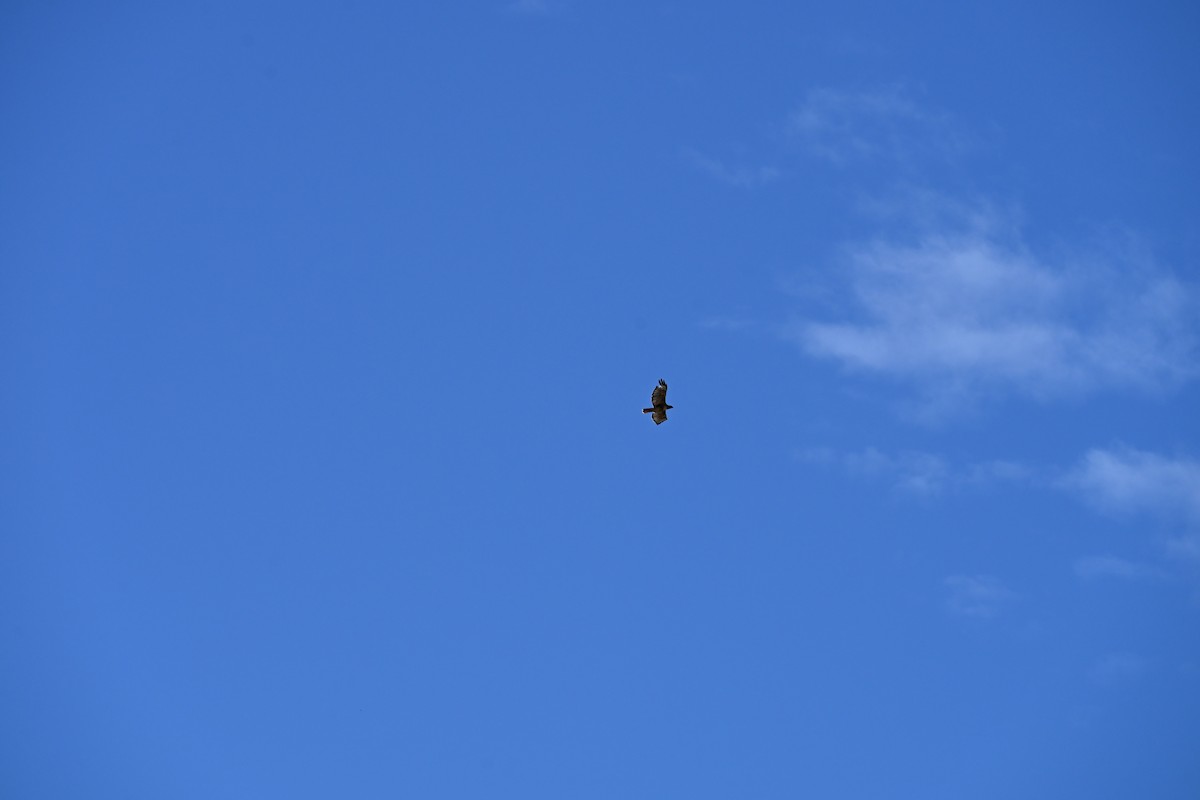 Red-tailed Hawk - ML642892339