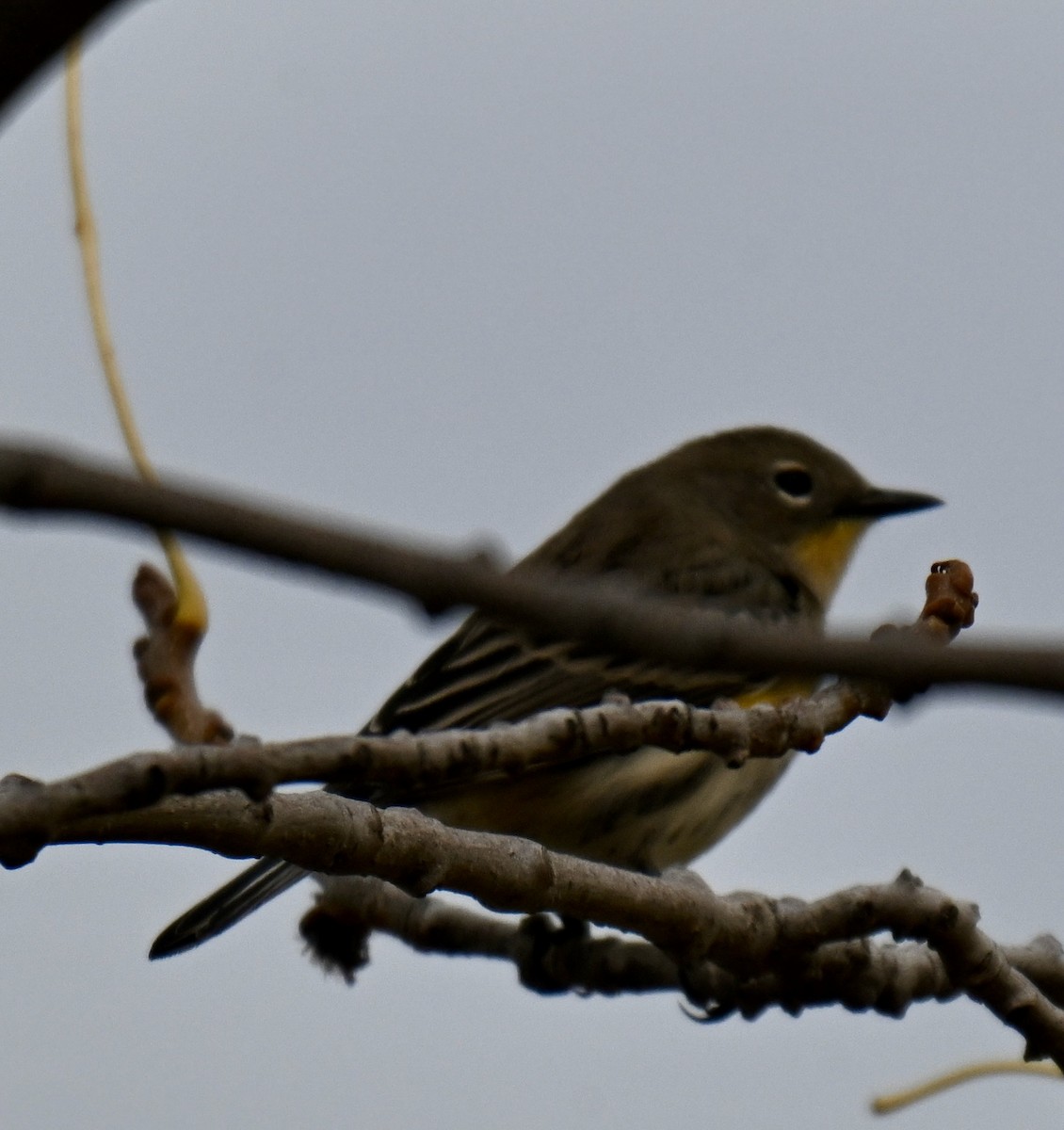 Yellow-rumped Warbler - ML642892346