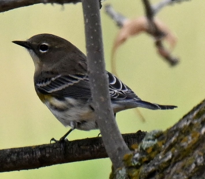 Yellow-rumped Warbler - ML642892347