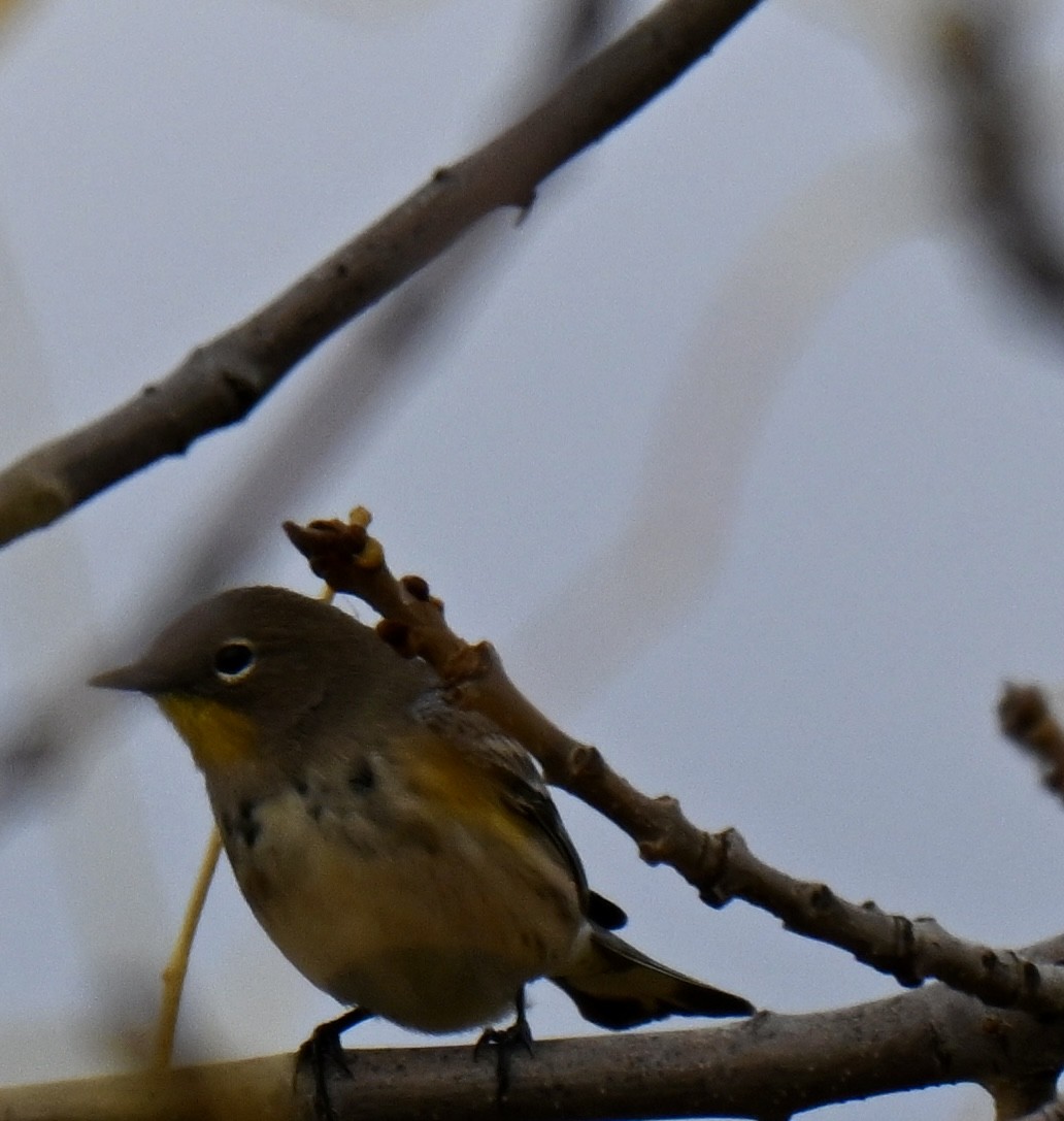 Yellow-rumped Warbler - ML642892348