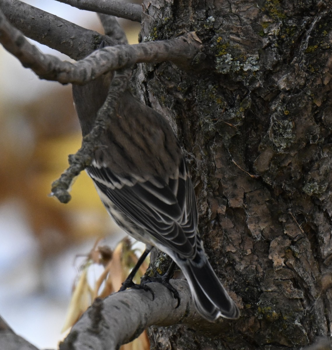 Yellow-rumped Warbler - ML642892349