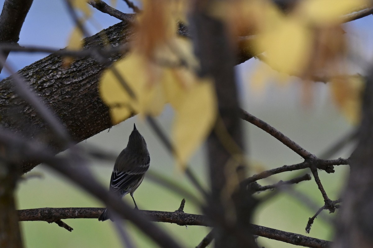Yellow-rumped Warbler - ML642892351
