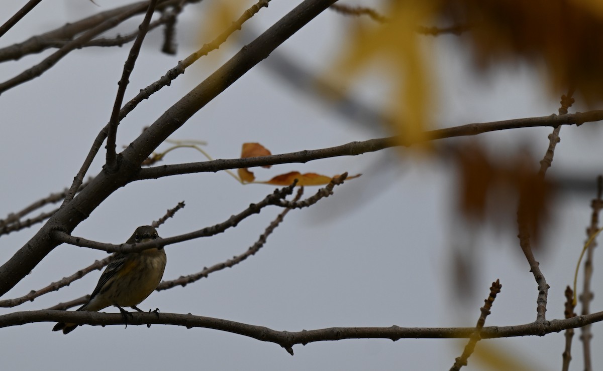 Yellow-rumped Warbler - ML642892352
