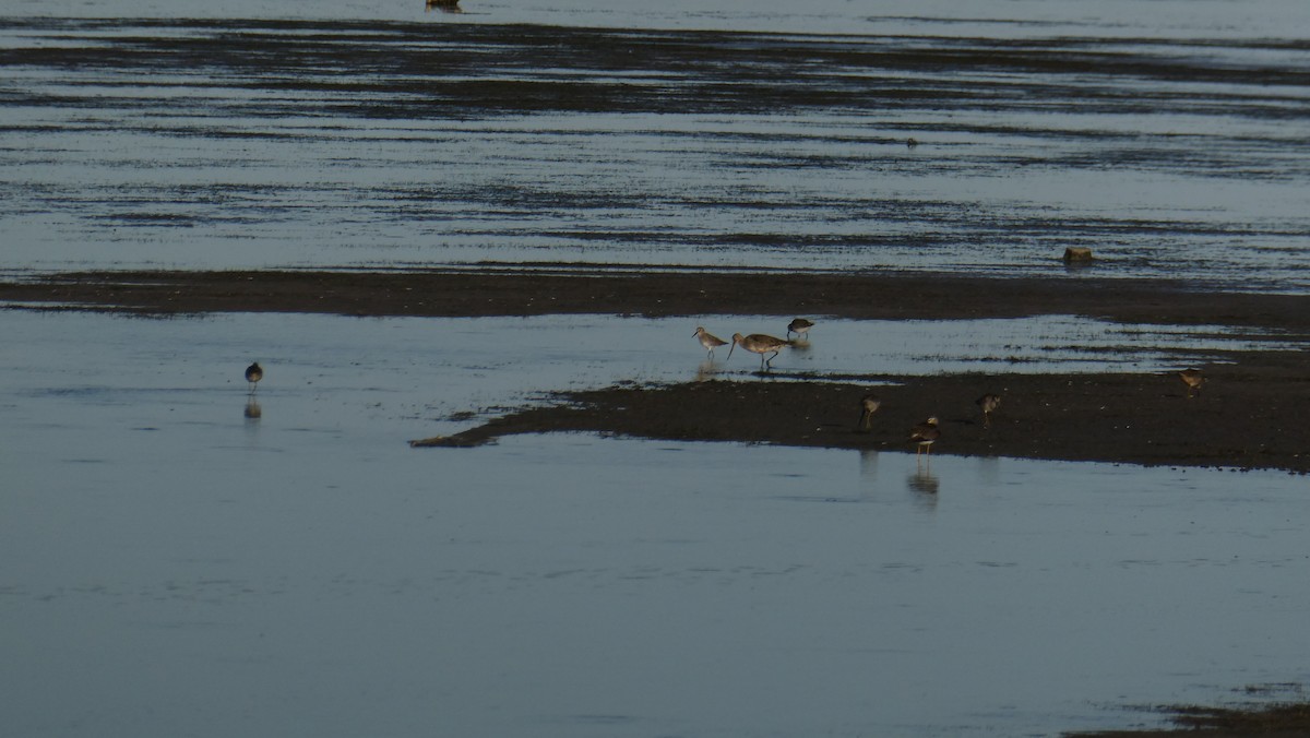Hudsonian Godwit - ML642892368
