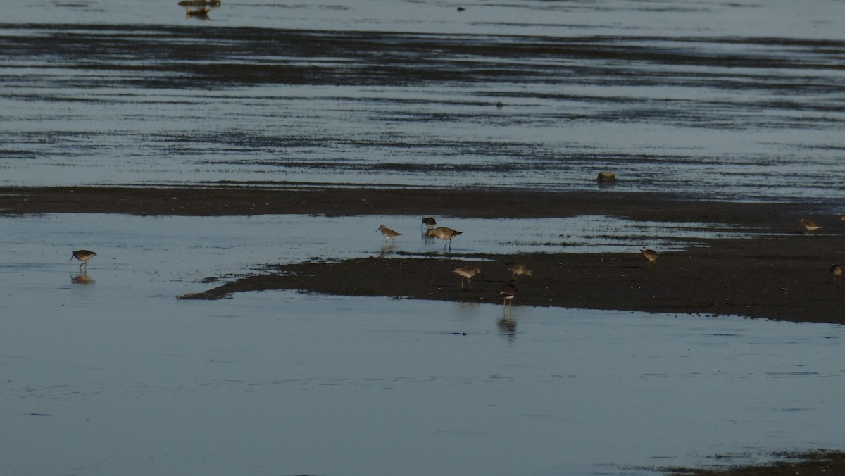 Hudsonian Godwit - ML642892369