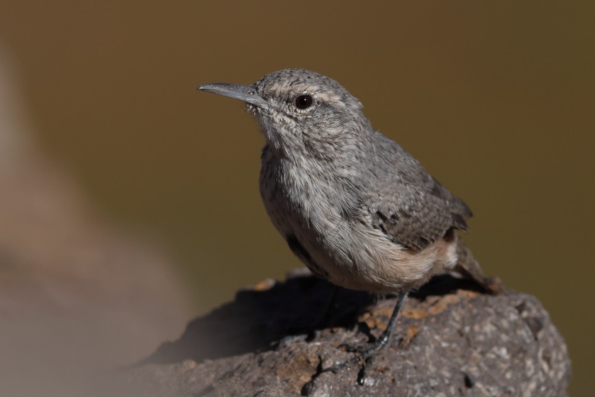 Rock Wren - ML642892370