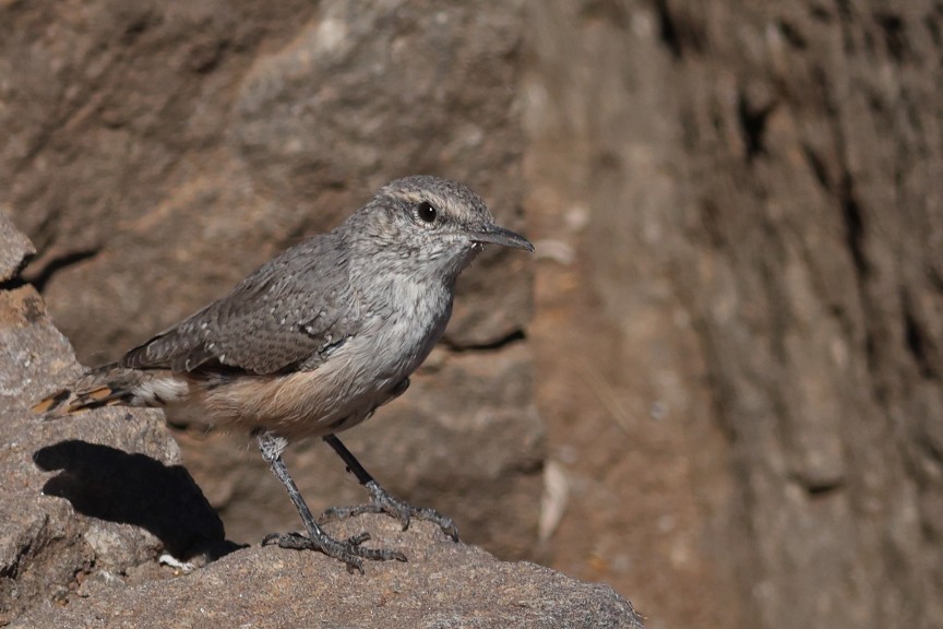 Rock Wren - ML642892371