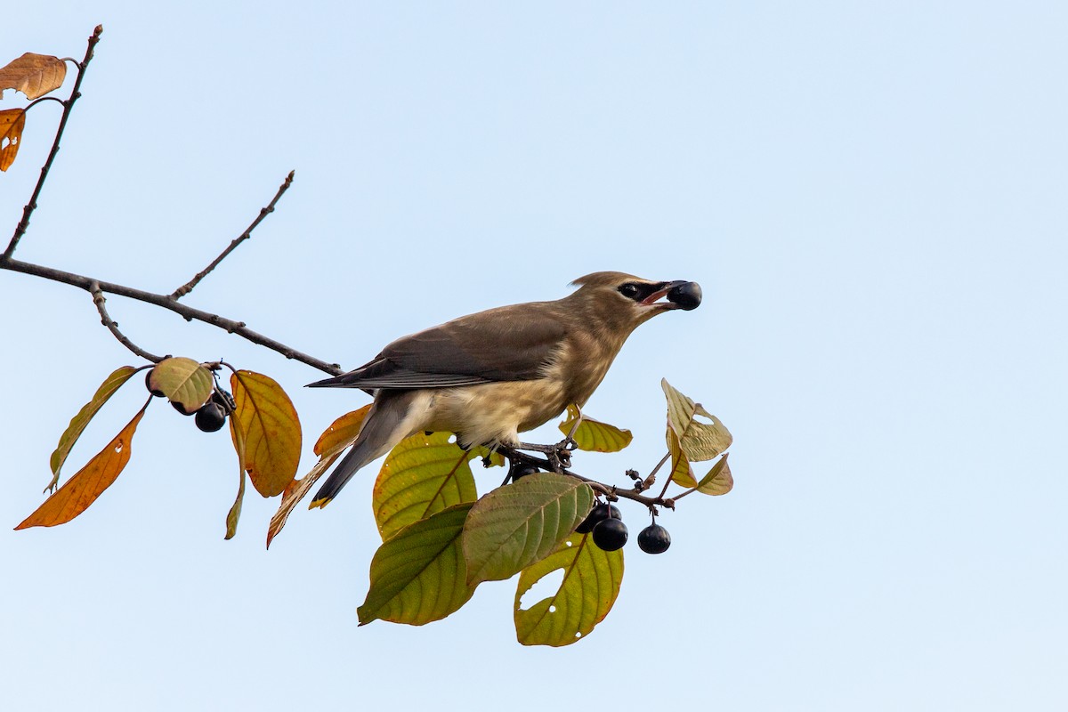 Cedar Waxwing - ML642892372