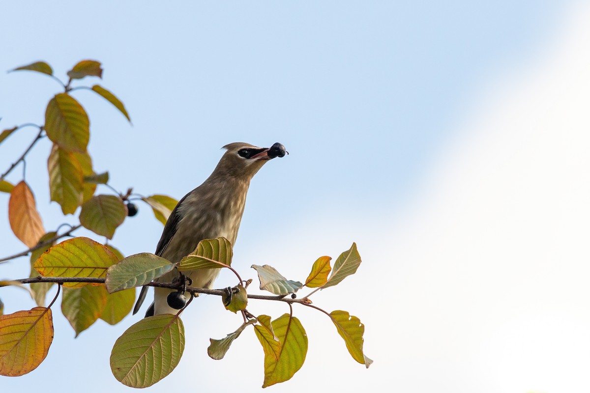 Cedar Waxwing - ML642892373