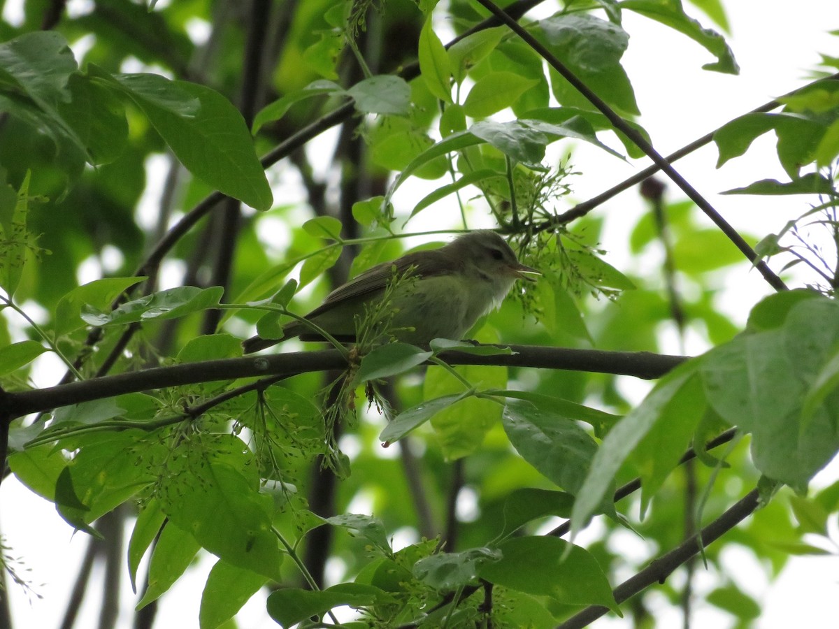 Ötücü Vireo - ML642892374