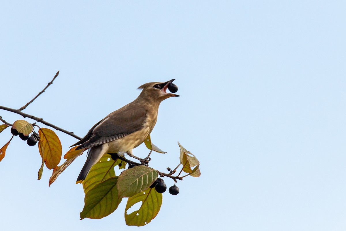 Cedar Waxwing - ML642892375