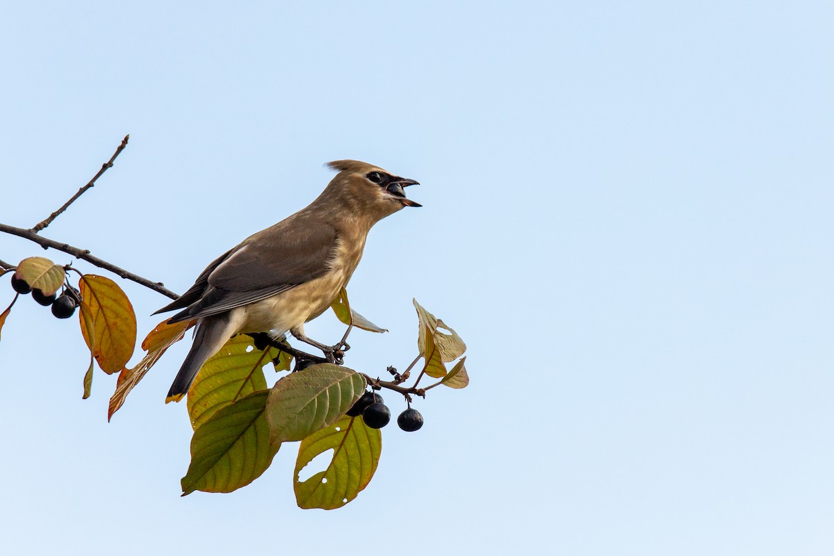 Cedar Waxwing - ML642892376