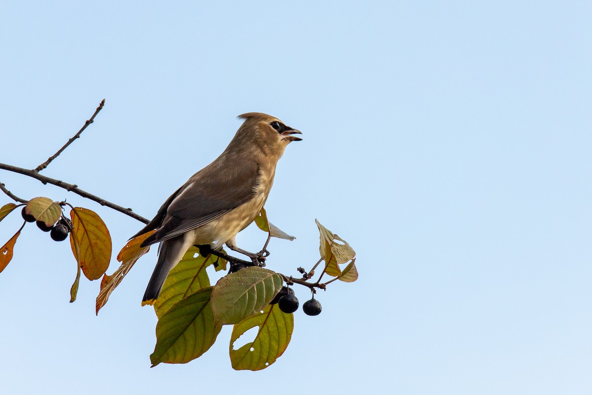 Cedar Waxwing - ML642892377
