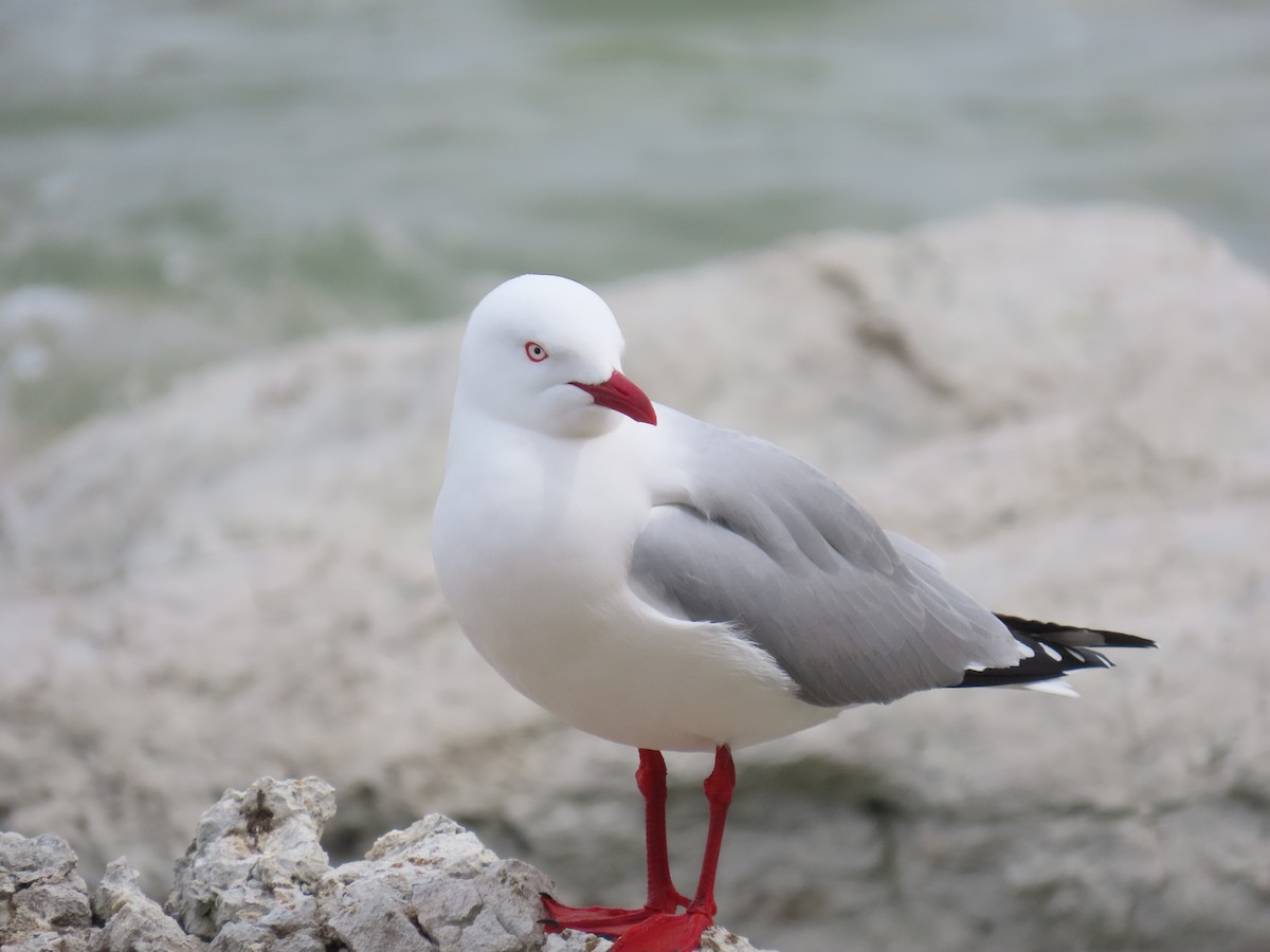 Silver Gull - ML642892379