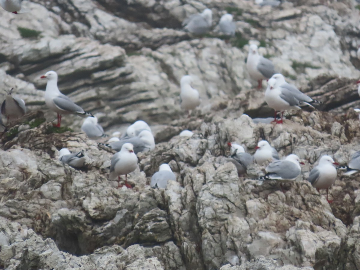 Silver Gull - ML642892380