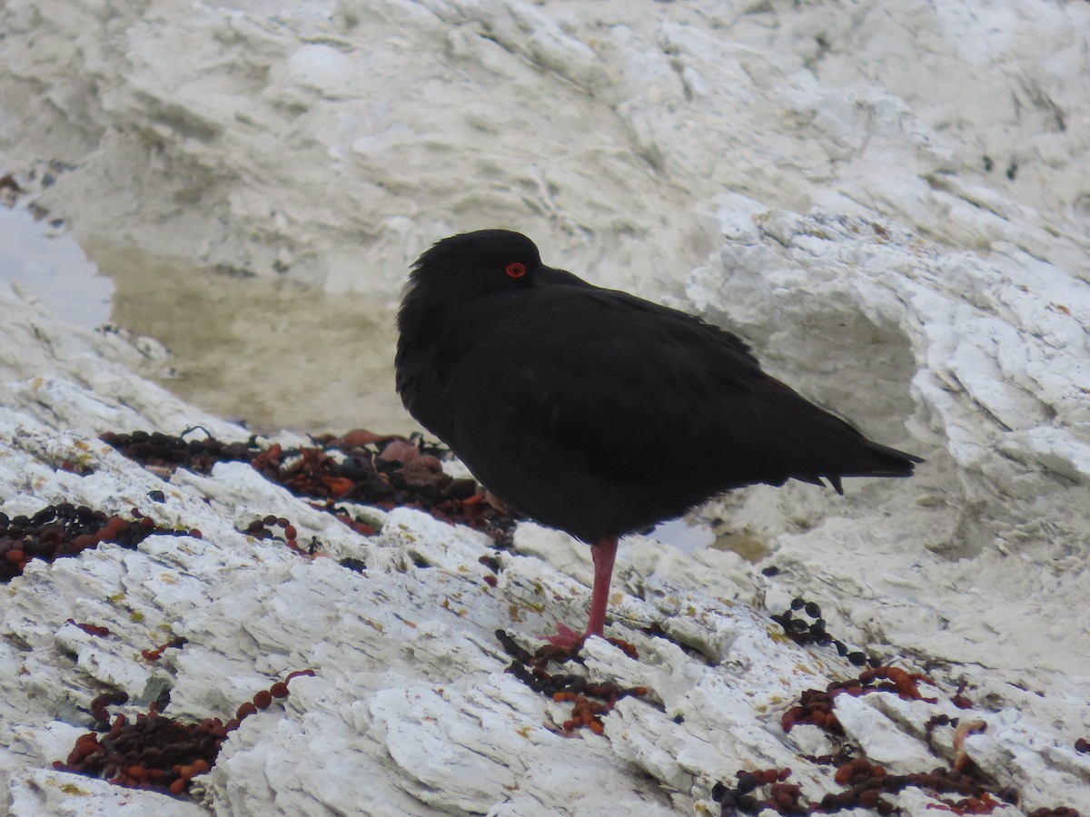 Silver Gull - ML642892381