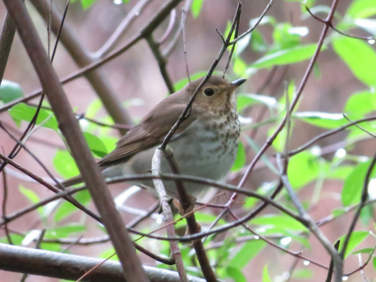 Swainson's Thrush - ML642892382