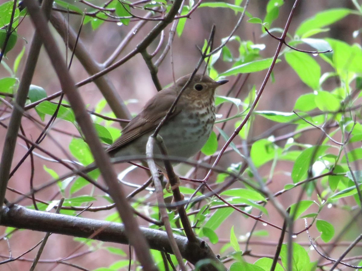 Swainson's Thrush - ML642892383