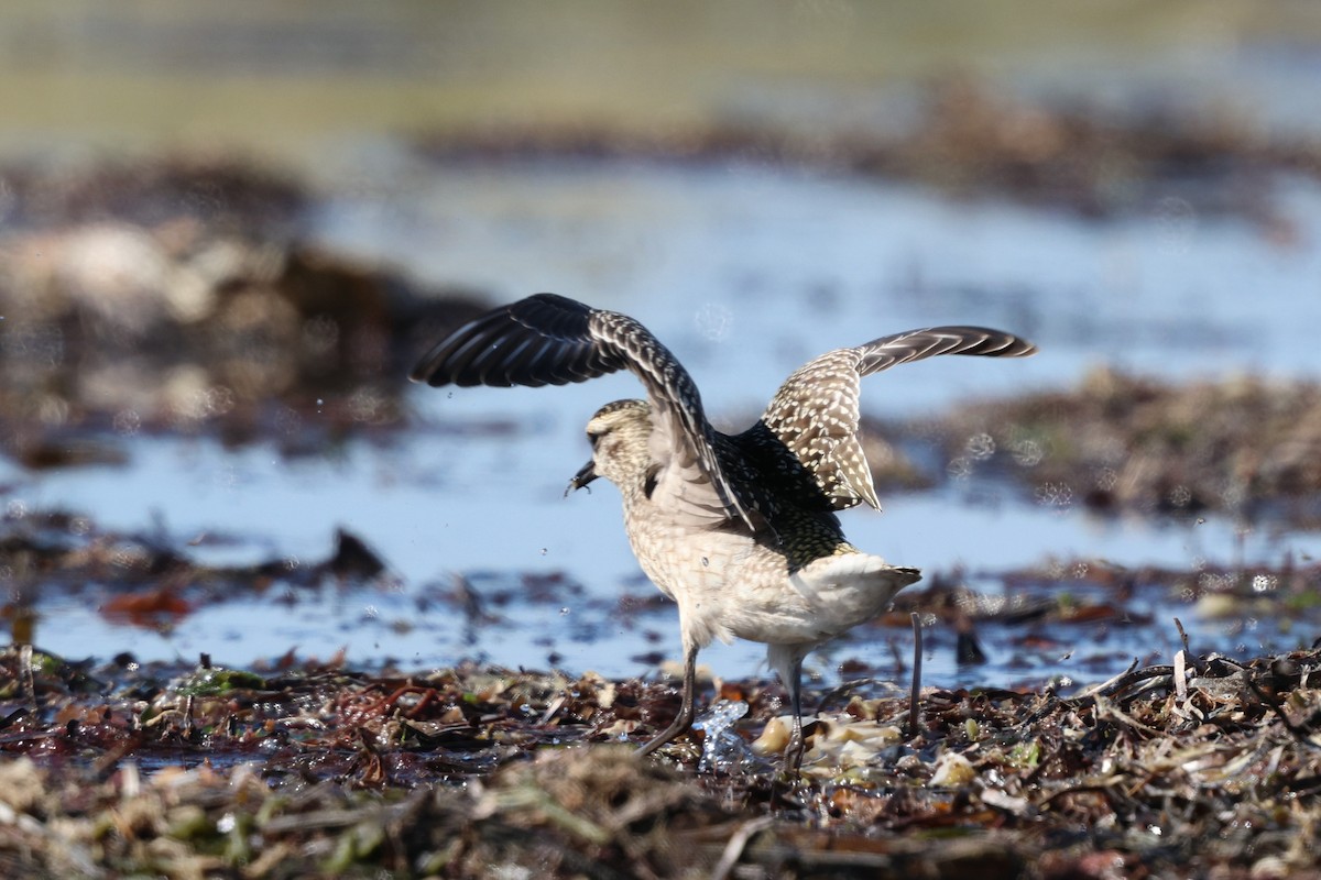 American Golden-Plover - ML642892384