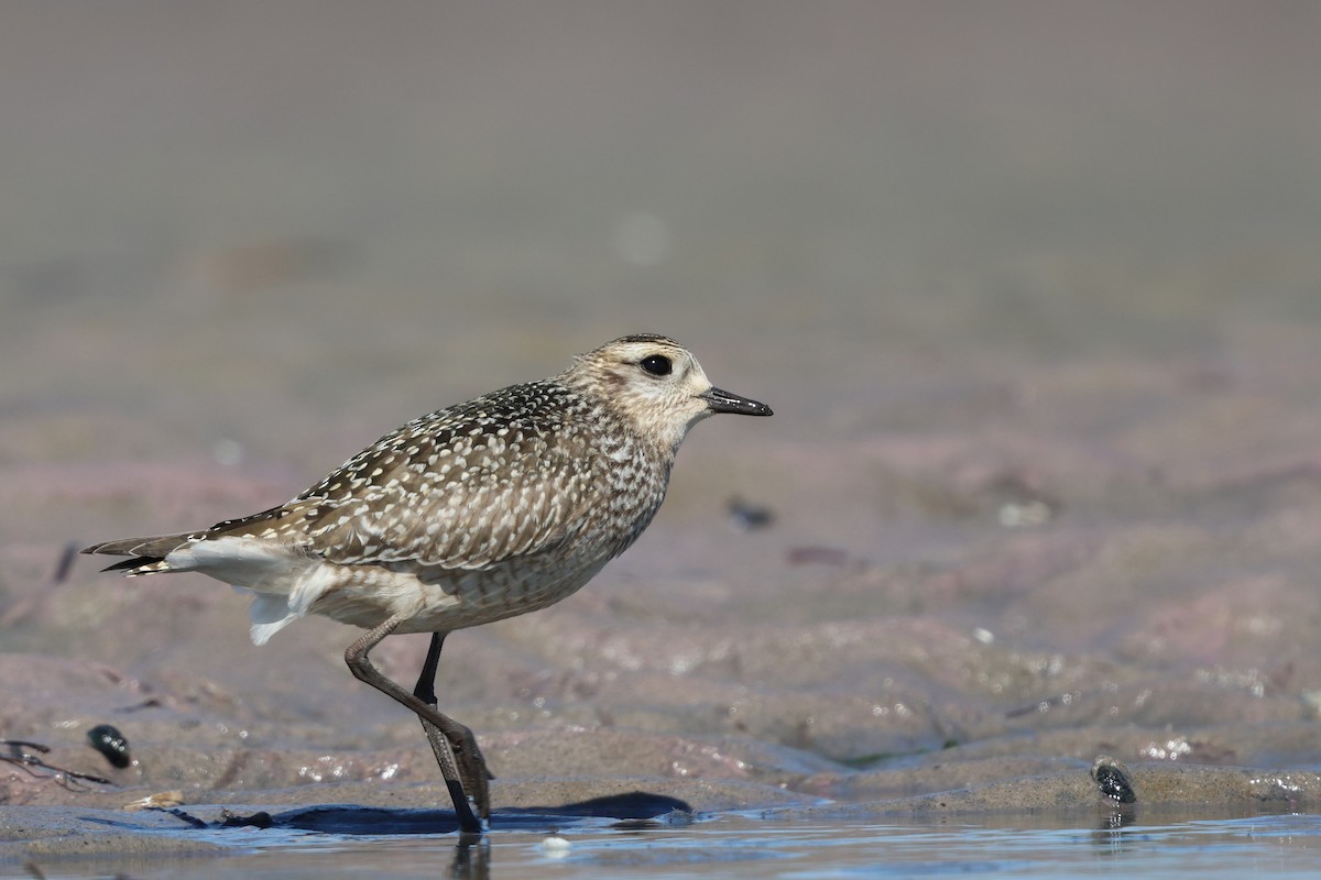 American Golden-Plover - ML642892385